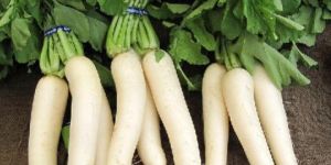 Fresh Radish