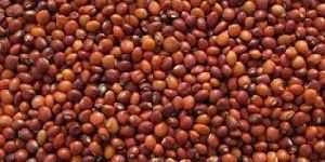 Pigeon Peas