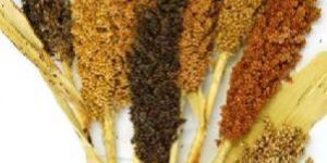 Sorghum Seeds