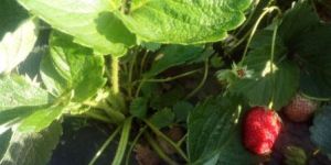 Camarosa Strawberry Plants