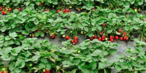Organic Strawberry Plants