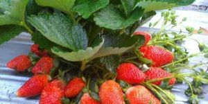 Winter Dawn Strawberry Plants