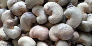 Raw Cashew Nuts