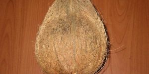 Coconut