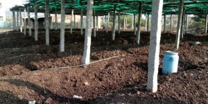Vermicompost Fertilizer