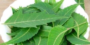 Neem Leaves