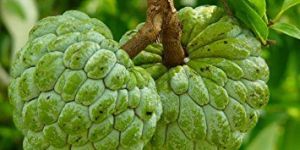 Fresh Custard Apple