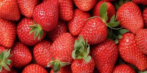 Fresh Strawberry