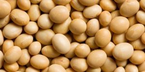 Soybean Seeds