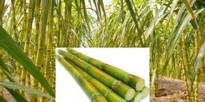 Sugarcane