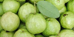 Fresh Guava