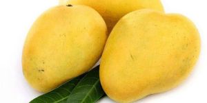 Fresh Mango