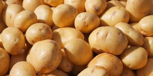 Fresh Potato