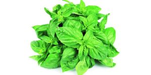 Fresh Basil Leaves