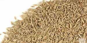 Cumin Seeds