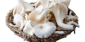 Fresh Oyster Mushroom