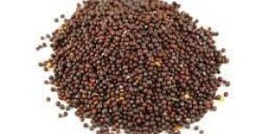 Mustard Seeds
