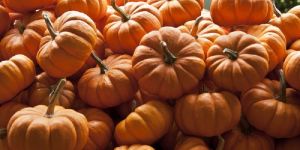 Fresh Pumpkin