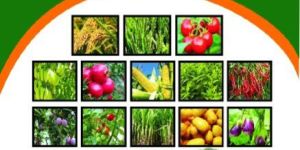 SR ZYME Bio Fertilizer