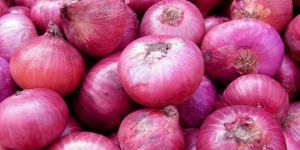 Fresh Red Onion