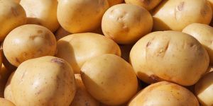 Fresh Potato