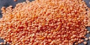 Red Lentils
