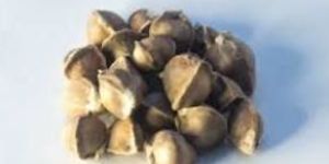 Moringa Seeds