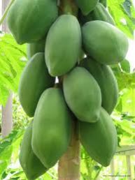 Fresh Papaya