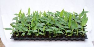Banana Plants