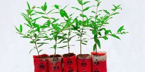 Ornamental Pomegranate