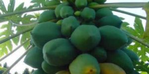 Papaya Plants