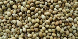 Coriander Seeds