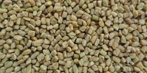 Fenugreek Seeds