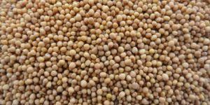 Mustard Seeds