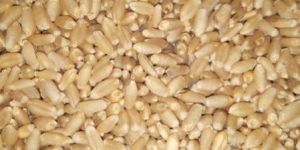 Wheat Seeds