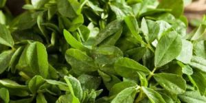 Fresh Fenugreek Leaves