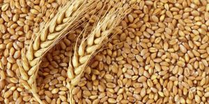 Wheat Seeds