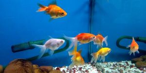Ornamental Fishes