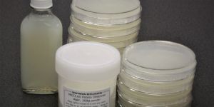 Potato Dextrose Agar