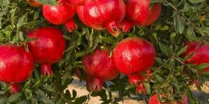 Fresh Pomegranate