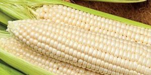 Whole White Corn