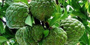 Fresh Custard Apple (Sitaphal)