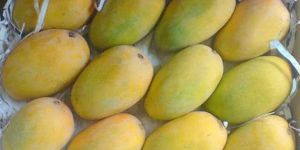 Fresh Kesar Mango