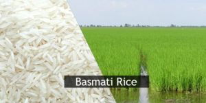 Basmati Rice