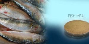 Fish Meal