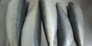 Fresh Sardine