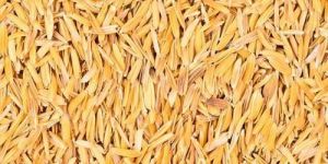 Rice Husk