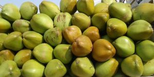 Green Coconut