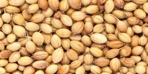 Coriander Seeds