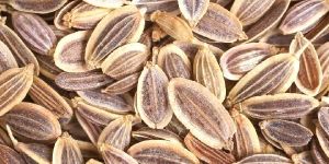 Dill Seeds